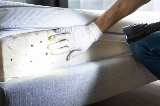 Best Bed Bug Extermination  in Visalia, CA